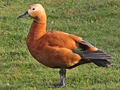 Ruddy Shelduck